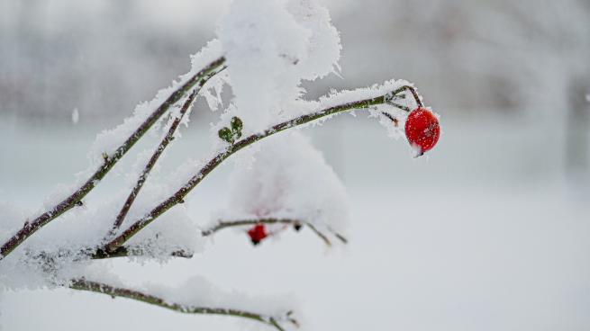 В четверг в Ленобласти будет снежно: на погоду влияет «Кристоф»