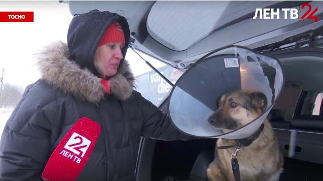 В Тосненском районе добрая собака попала в охотничий капкан