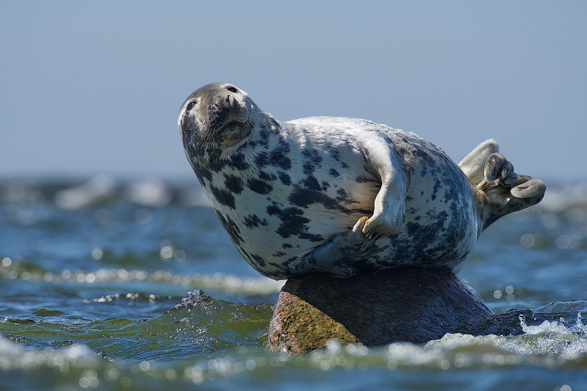 В заказнике "Лебяжий" балтийский тюлень нежился на солнышке и игнорировал фотографа