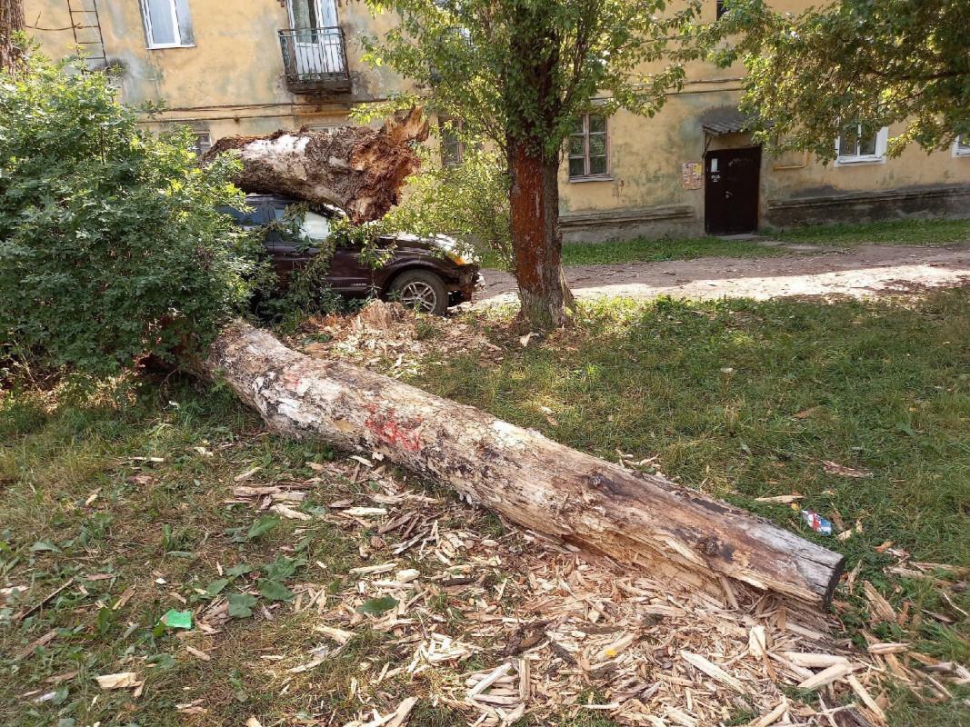 Фото: В Никольском тополь больше недели лежит на крыше автомобиля |  29.07.2021 | ЛенОбласть - БезФормата