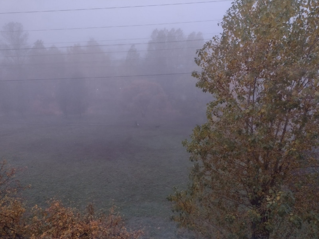Туман туман густая пелена. Туман ЛЕНОБЛАСТЬ. Окутанный густым туманом. Густой туман окутал утром деревья.. Молочный густой туман.