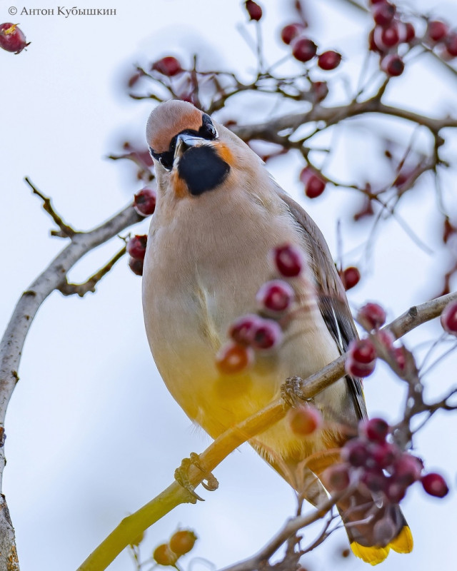 Встревоженные птицы с неумолкающим криком. Доброе утро зима птички свиристели пурпурный цвет. В краю неугомонных птиц.