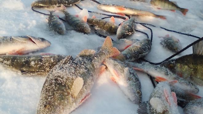 Зимняя рыбалка на Ладожском озере: лучшие места и особенности