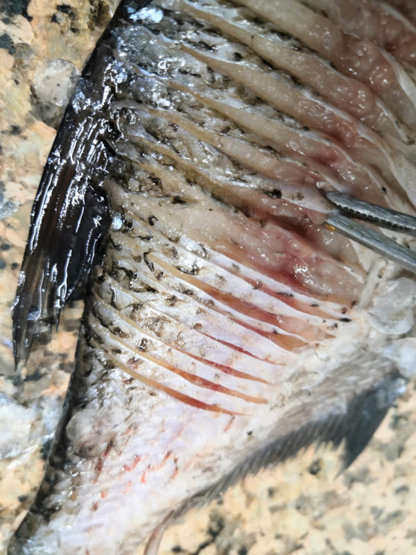 Рыба в Ладожском озере: виды, особенности, ловля
