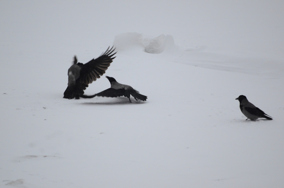 Вороны 3 часа. Ворона на льду. Ворона на льду картинки. Мертвая ворона на льду. Ворона лежит на льду.