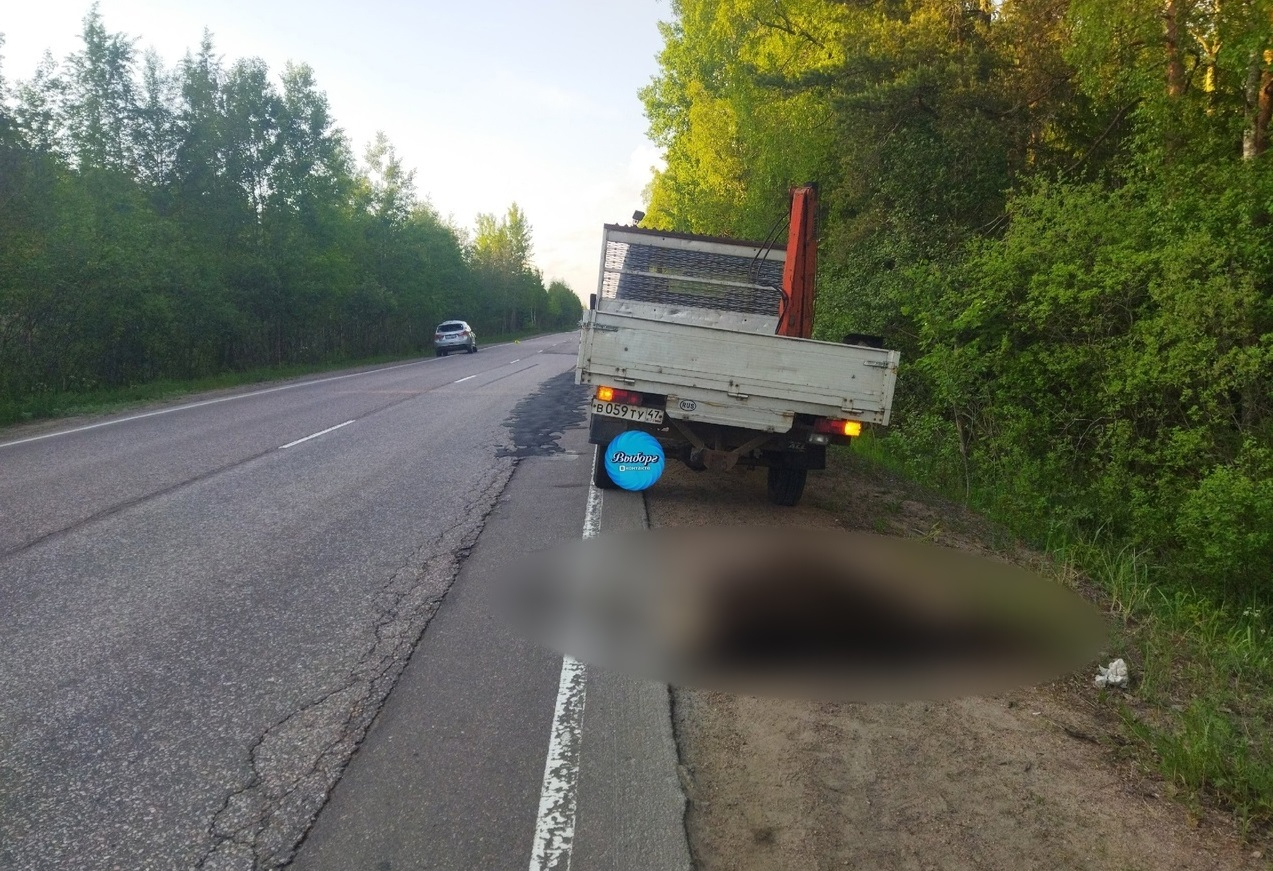 Водитель чудом остался жив после встречи с лосем под Выборгом | 03.06.2024  | ЛенОбласть - БезФормата