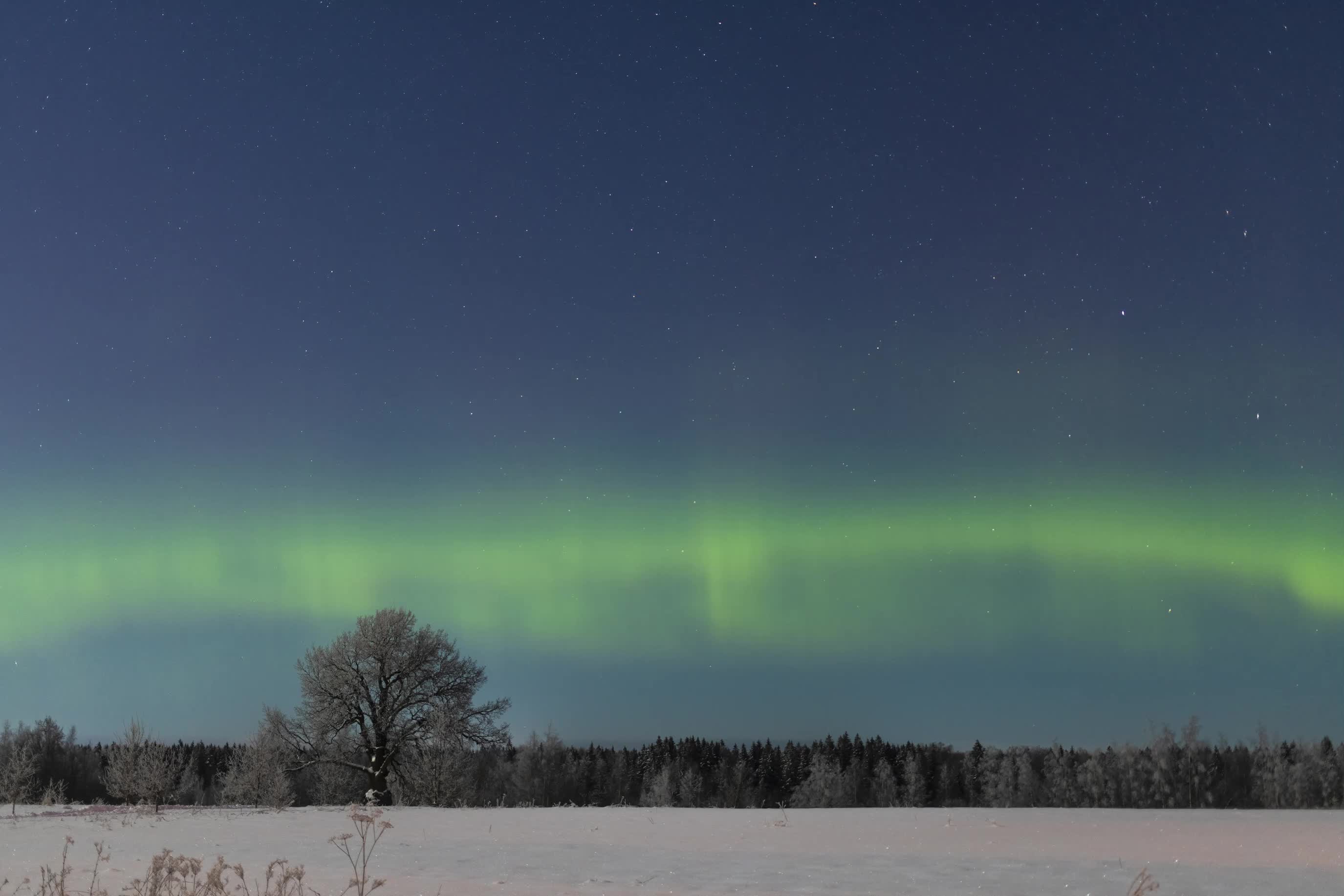 Над Ириновским дубом в Ленобласти запечатлели северное сияние
