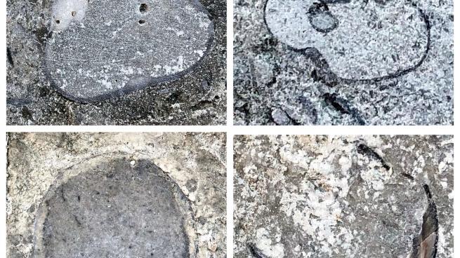 В облицовке Финляндского вокзала Петербурга нашли окаменелости времен палеозоя