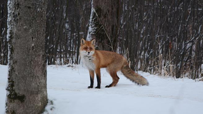 Пушистый лис позировал для фотографа в Ленобласти
