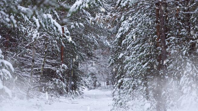 В среду в Ленобласти будет морозно, местами пройдет небольшой снег