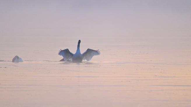 Красивейший лебединый танец удалось запечатлеть на заливе в туманном Сосновом Бору